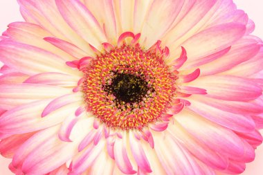 Pembe Gerbera papatya çiçeğinin makro görüntüsü