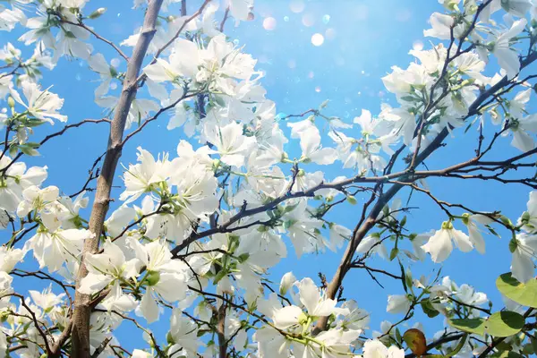 Fundo Sonhador Árvore Flor Branca Primavera Foco Seletivo Fotografia De Stock