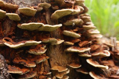 Doğada ağaç kütüğünde yetişen yabani mantarlar