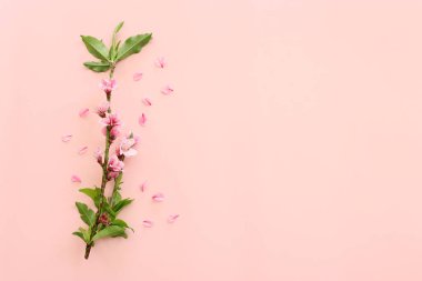 Pembe pastel arka planda bahar kiraz çiçekleri ağacı görüntüsü