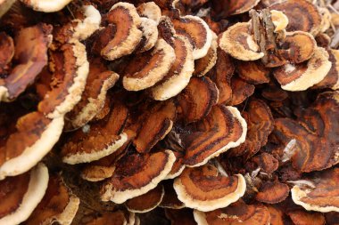 Doğada ağaç kütüğünde yetişen yabani mantarlar