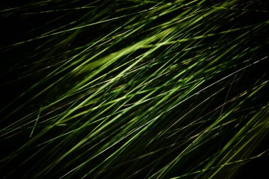 Soyut doğa arka planı, bitki yaprakları deseni