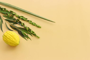 Sukkot Yahudi Festivali. Geleneksel semboller (dört tür): Etrog (citron), lulav (palmiye dalı), hadas (mersin ağacı), arava (söğüt ağacı))