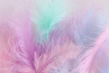 Hassas pastel tüylerin arka planı