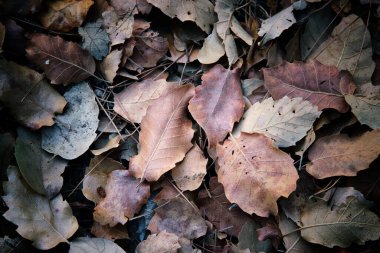Ormanda yere düşen sonbahar yapraklarının en üst görüntüsü.
