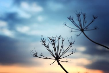 Gün batımında ormanda bitki yetiştirme.