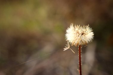 Ormandaki karahindiba bitkisi