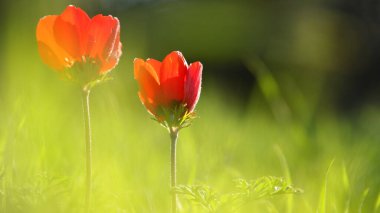Çayırda açan çiçeğin resmini kapat
