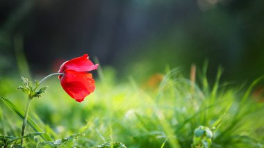 Çayırda açan şakayık çiçeğinin görüntüsünü kapat