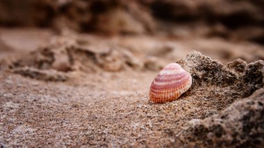 Kumsaldaki kabuğu kapat.
