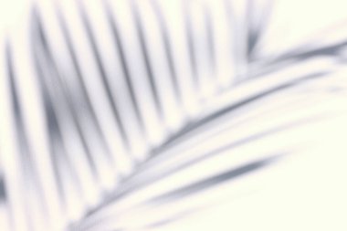 Palmiye yaprakları gölgeli minimalist beyaz kağıt arkaplan