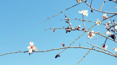 Bahar çiçeğinin rüya gibi arka planı. seçici odak