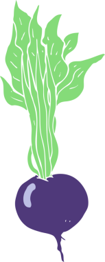 Pancar kökünün orijinal düz renk çizimi