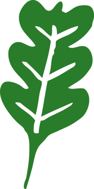 bir insan tarafından çizilmiş karikatür meşe yaprağı.