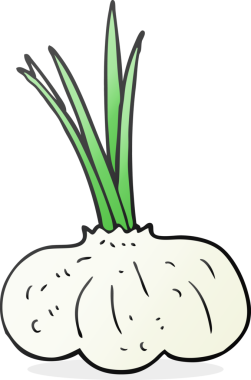 Bir insan tarafından çizilmiş sarımsak soğanı.