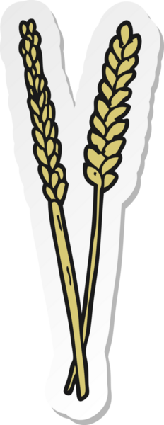 Bir insan tarafından çizilmiş mısırın çıkartması.