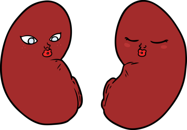 Bir insan tarafından çizilmiş karikatür böbrekleri.