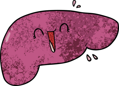 Bir insan tarafından çizilmiş karaciğer.