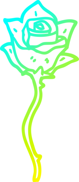 Bir insan tarafından çizilmiş beyaz bir gülün soğuk gradyan çizgisi.