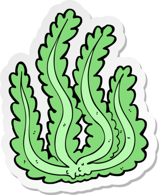 Bir insan tarafından çizilmiş bir deniz yosununun çıkartması.