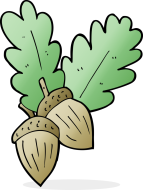 Bir insan tarafından çizilmiş meşe palamutları.