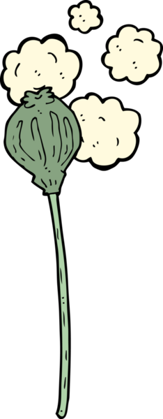 Bir insan tarafından çizilmiş kurutulmuş haşhaş.