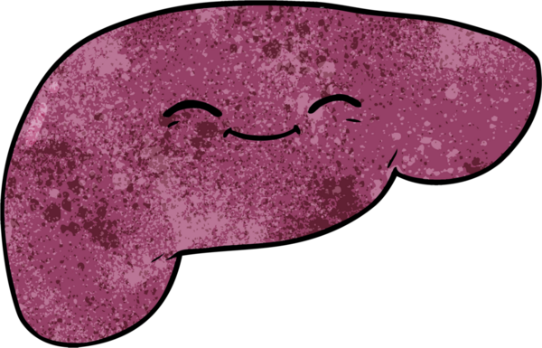 Bir insan tarafından çizilmiş karaciğer.