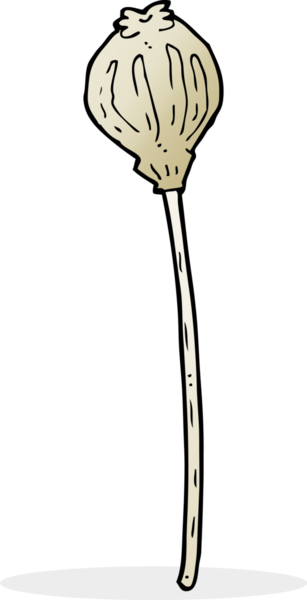 Bir insan tarafından çizilmiş kurutulmuş haşhaş.