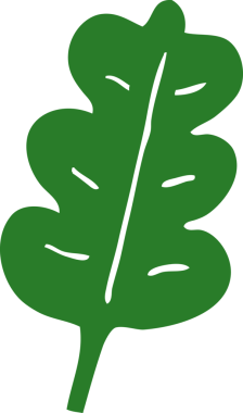 bir insan tarafından çizilmiş karikatür meşe yaprağı.