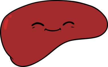 Bir insan tarafından çizilmiş karaciğer.