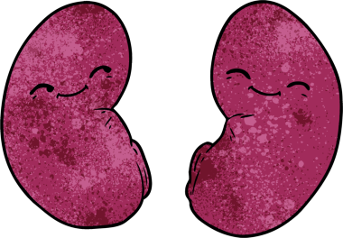 Bir insan tarafından çizilmiş karikatür böbrekleri.
