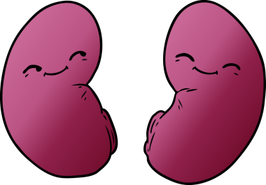 Bir insan tarafından çizilmiş karikatür böbrekleri.
