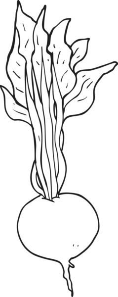 Bir insan tarafından çizilmiş pancar kökü.