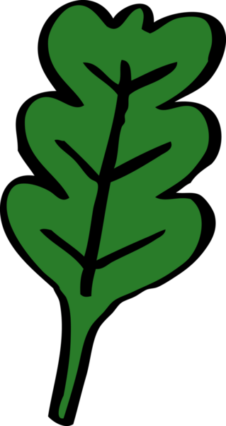 bir insan tarafından çizilmiş karikatür meşe yaprağı.