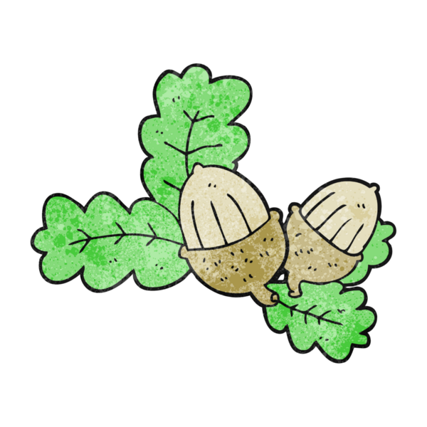 Bir insanın çizdiği meşe palamudu ve yaprakları.