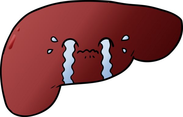 Bir insan tarafından çizilmiş karaciğer.