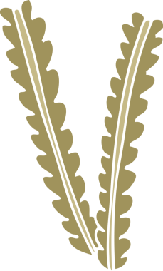 Bir insan tarafından çizilmiş karalama buğdayı.