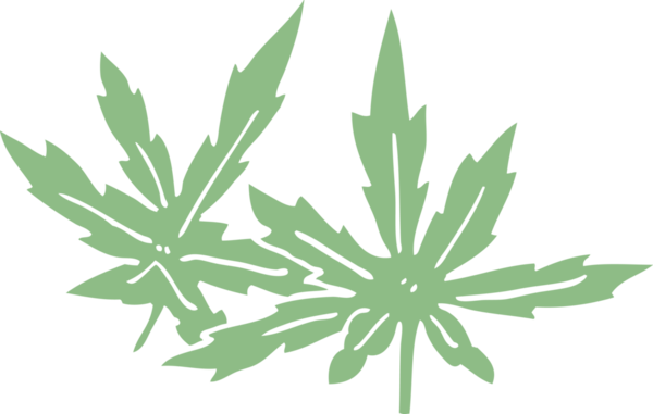 Bir insan tarafından çizilmiş marihuana yaprakları.