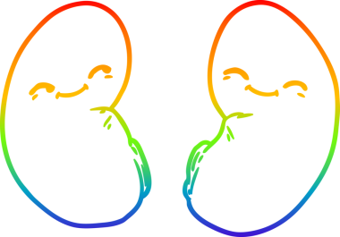 Bir insan tarafından çizilmiş bir karikatür böbreğinin çizimi.