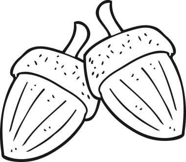 Bir insan tarafından çizilmiş siyah beyaz meşe palamutları.