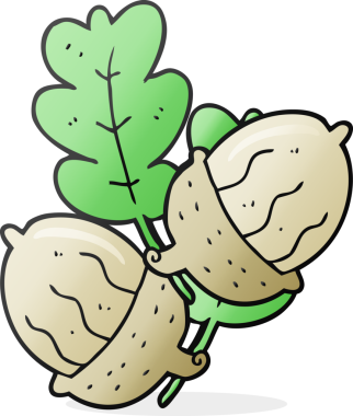 Bir insan tarafından çizilmiş meşe palamutları.