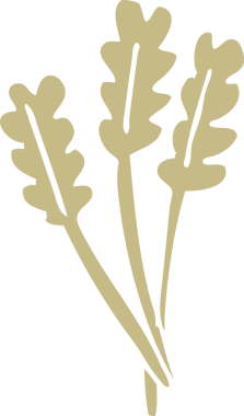 Düz renkli karikatür. Kurumuş buğday insan tarafından çizilmiş.