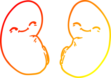 Bir insan tarafından çizilmiş bir karikatür böbreğinin sıcak gradyan çizimi