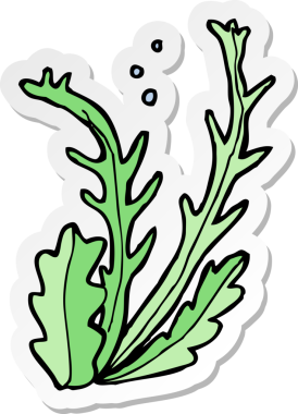 Bir insan tarafından çizilmiş bir deniz yosununun çıkartması.