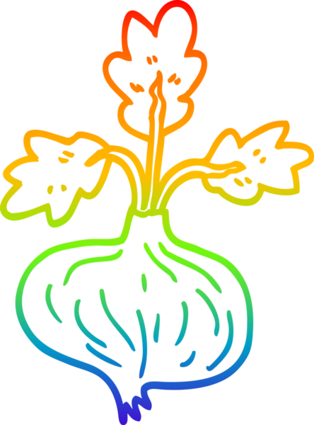 Bir insan tarafından çizilmiş eski bir soğanın çizgi çizimi.