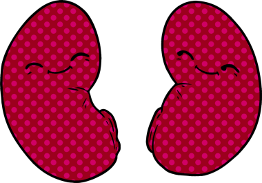 Bir insan tarafından çizilmiş karikatür böbrekleri.