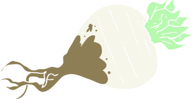 Bir insan tarafından çizilmiş şalgamın düz renk çizimi