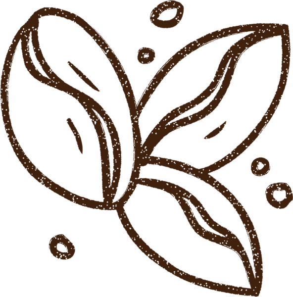 Bir insan tarafından çizilmiş kahve çekirdeği kömürü.