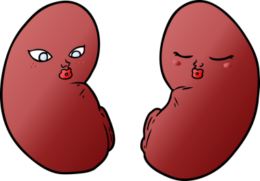 Bir insan tarafından çizilmiş karikatür böbrekleri.