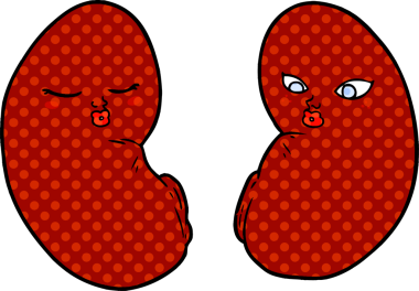 Bir insan tarafından çizilmiş karikatür böbrekleri.